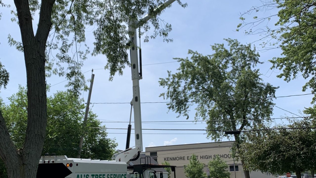 Trimming Trees: Unveiling the Secret Passion of Homeowners Insurance in ...