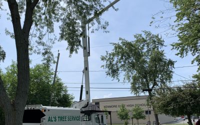Trimming Trees: Unveiling the Secret Passion of Homeowners Insurance in Buffalo and Tonawanda, NY